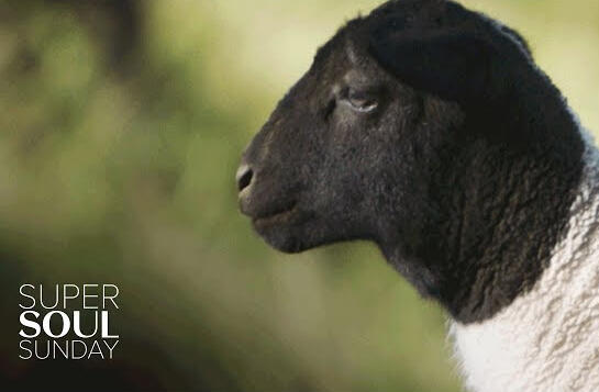 Editor - Doc Short - Emmy Award Winning - Director John Chester